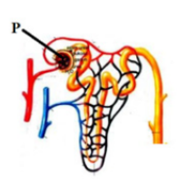 Kandungan urin terdiri dari air dengan . CONTOH SOAL ULANGAN HARIAN MATERI SISTEM EKSKRESI PADA