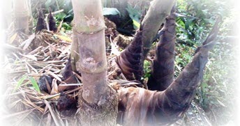 Disusun sebelum melakukan pengamatan b. Teks Laporan Hasil Pengamatan Tumbuhan Bambu