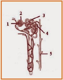 Namun ada saatnya tubuh tidak melakukan hal demikian, dalam kasus tertentu, tubuh justru akan membuang zat baik yang terkandung oleh makanan . BIOLOGI GONZAGA: ULANGAN HARIAN SMP - EKSKRESI