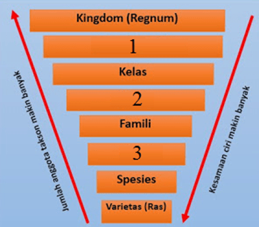 Contoh ordo adalah malvales, poales, asparagales. KLASIFIKASI MAKHLUK HIDUP