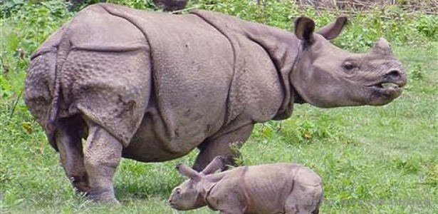 Hewan ini hanya ditemukan di hutan ujung kulon, pulau jawa. berbagaireviews.com