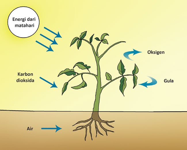 Terdapat 3 sumber utama panas geotermal, yaitu uap alam, air panas, dan batuan kering panas. Pembelajaran 1 Subtema 1 Sumber Energi | Mikirbae.com