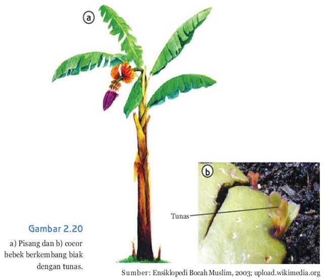 19 pada tanaman cocor bebek tersebut daunnya memiliki bagian meristem yang . Cara Perkembangbiakan Tanaman