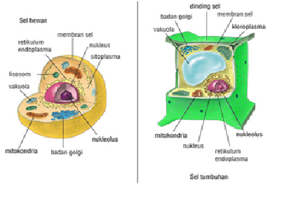 12/10/2021 · jenis sel hewan yang memiliki lapisan yang sangat tebal yang di temukan di dalam lendir sering di sebut sebagai kapsul sel. Bionomipa: Indikator 13: Fungsi Organel Sel pada Tumbuhan