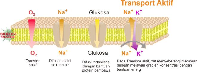 Struktur dasar sel tumbuhan dan sel hewan adalah . Mekanisme Transpor pada Membran Sel