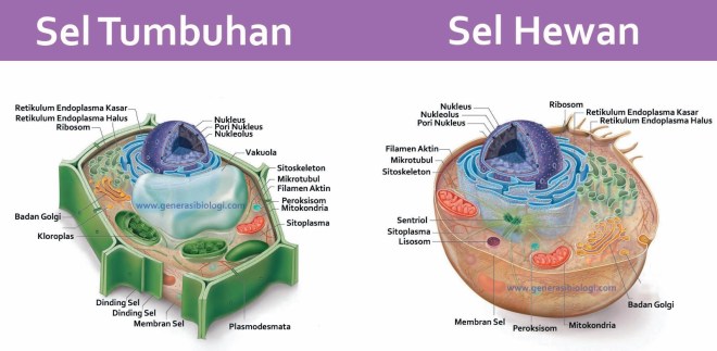 Berbeda dengan bakteri dan sianobakteri, organisme multiseluler seperti hewan, tumbuhan, dan manusia, memiliki sel eukariotik dan memiliki. Perbedaan Sel Hewan dan Sel Tumbuhan | Kotak Putih Kata