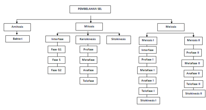 Akhirnya, sel bakteri menjadi dua sel yang sama persis dengan jumlah susunan kromosom yang sama yang disebut sebagai sel anak, sedangkan sel awal yang membentuk dua sel anak tadi disebut sebagai sel induk. I â¥ BIOLOGY: PEMBELAHAN SEL
