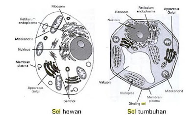 Membran sel merupakan bagian terluar sel hewan yang membatasi isi sel dengan lingkungan. Biologi Kelas XI Sel Eukariotik | Biologi Kelas