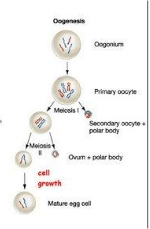 21/8/2020 · sel tumbuhan memiliki komponen atau bagian yang berbeda dengan sel hewan. Î²Î¯Î¿Ï -Î»Î¿Î³Î¯Î± // Study of life: Pembelahan Sel!