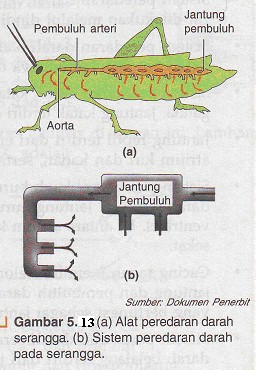 24/11/2021 · mineral tersebut berfungsi ialah sebagai pembentuk suatu hemoglobin (zat warna merah darah). Sistem Sirkulasi Vertebrata dan Invertebrata - Skypiea
