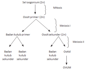 Sistem reproduksi wanita meliputi organ reproduksi, oogenesis,. Ringkasan dan Latihan Soal UN IPA SMP MTs Materi Sistem