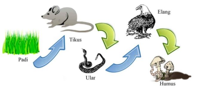 Rantai makanan adalah peristiwa makan memakan antara makhluk hidup lainnya. Perbedaan Rantai Dan Jaring Makanan