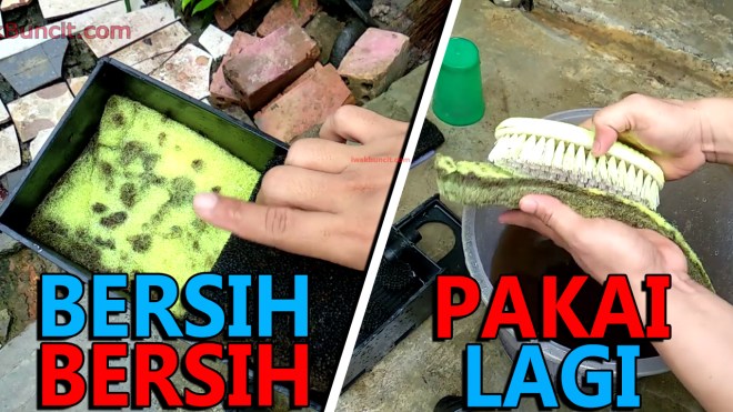 Ikan koki pertama kali dikenal sebagai ikan hias rakyat cina. Panduan Cara Membersihkan Filter Mekanik Aquarium Ikan