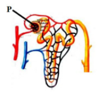 Sulit untuk membandingkan untuk informasi yang sama, contoh : Latihan Pts Kelas 8 Semester 2 - ProProfs Quiz