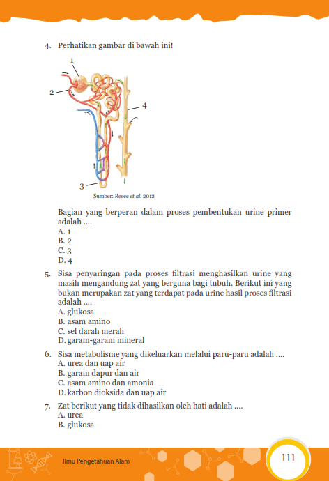 Urea dan amonia adalah salah satu hasil perombakan protein yang harus . Kunci Jawaban Uji Kompetensi Paket IPA Kelas 8 Sem 2 Organ