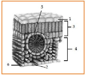 Membantu menyimpan cadangan makanan pada tumbuhan; BIOLOGI GONZAGA: TEST KELAS XI SEMESTER 1