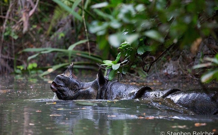 30+ Jenis Hewan Langka Yang Dilindungi Di Taman Nasional Ujung Kulon Adalah&nbsp;Pics