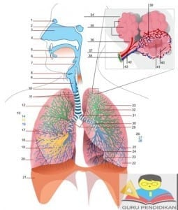 20+ Pada Pernapasan Perut Udara Masuk Ke Paru-Paru Sebagai Akibat Kontraksi Dari Otot&nbsp;Gif