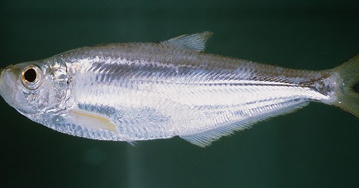 Ikan mas yang terdapat di indonesia merupakan ikan mas yang dibawa dari cina, eropa, taiwan dan jepang.selain itu ikan mas punten dan ikan mas majalaya … Jenis - Jenis Ikan Air Laut Ekonomis Penting [Bagian 6