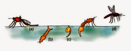 View Molekul Pada Materi Genetika Yang Mendasari Pewarisan Sifat Makhluk Hidup Yaitu
&nbsp;Pics