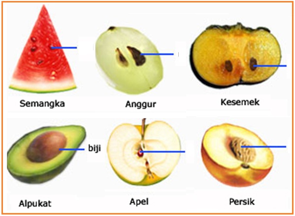 View Berikut Ini Yang Termasuk Dalam Kelompok Tumbuhan Berbiji Terbuka Adalah …. *&nbsp;PNG
