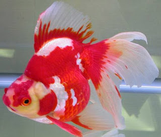 Mas koki pertama kali dikenal sebagai ikan hias di cina, namun yang mempopulerkan ikan koki ke seluruh dunia adalah bangsa jepang. Jenis Ikan Hias Yang Bisa Di Campur Dalam Satu Akuarium