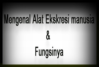 Berdasarkan fungsinya, hati juga termasuk sebagai alat ekskresi. Mengenal Alat Ekskresi Manusia dan Fungsinya | Matra