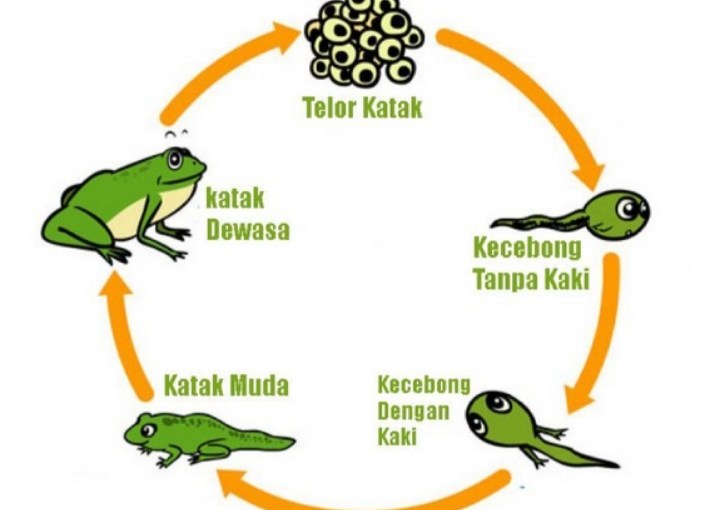 36+ Perbedaan Daur Hidup Kupu-Kupu Dan Belalang Sebagai Berikut
&nbsp;Pictures