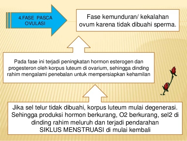 45+ Proses Meluruhnya Sel Sel Epitel Yang Menyusun Dinding Rahim Disebut
&nbsp;Background