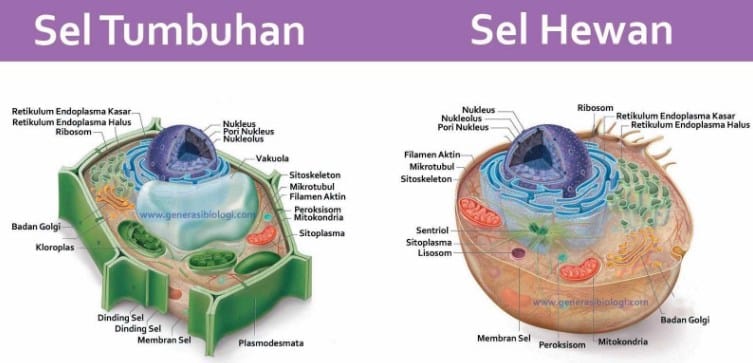 Download Sekumpulan Sel Yang Memiliki Bentuk Dan Fungsi Yang Sama Disebut
&nbsp;Pics