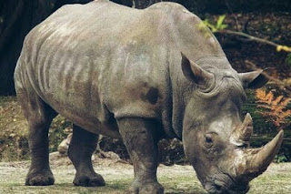 Ikan arwana merah · 7. Daftar Hewan Langka Di Indonesia Dilengkapi Gambar dan