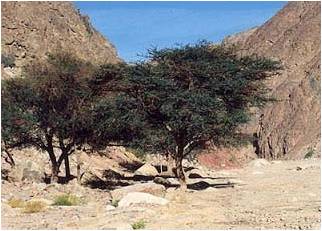 Yang terjamin kemurnian dan kebenarannya. TANDA_TANDA AKHIR ZAMAN: Iman Kepada Hari Akhir atau