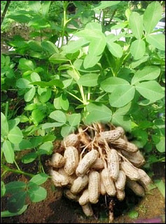 Benih kacang hijau merupakan benih ortodoks, yaitu jenis benih yang. ANEKA JENIS TANAMAN PANGAN | Tips Petani