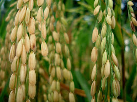 Usaha tanaman pangan adalah kegiatan pertanian yang menghasilkan produk tanaman pangan. AGRICULTURE SMA DITA: MENGENAL JENIS-JENIS TANAMAN PANGAN