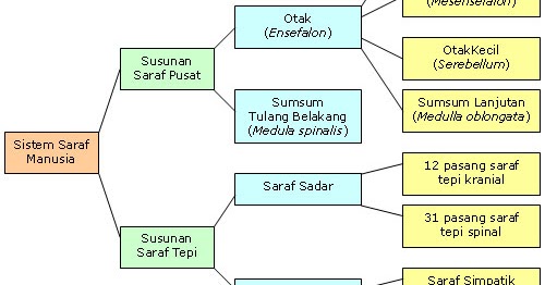 Organ organ tubuh yang berfungsi sebagai alat indra yaitu. SISTEM KOORDINASI PADA MANUSIA - WayanBio