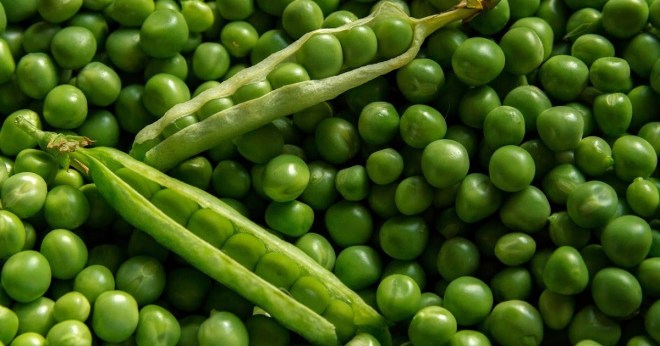 Benih kacang hijau merupakan benih ortodoks, yaitu jenis benih yang. Tepung Kacang Hijau Komposisi Asam Amino Esensial Kacang