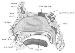 Indera adalah alat tubuh yang dapat mengindera atau menangkap rangsang. Pintar Membaca Soal Ujian: Sistem Dan Alat Pernapasan Pada