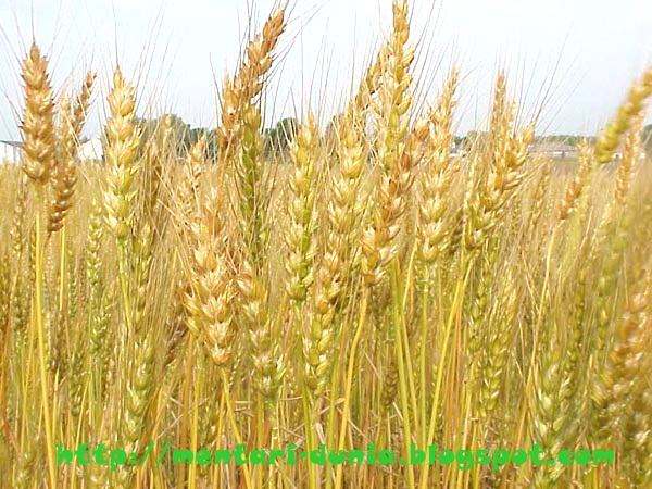Kacang tanah (arachis hypogea) atau groundnuts merupakan sejenis tanaman . Pengertian Tanaman Pangan Dan Macam Macam Jenis Tanaman
