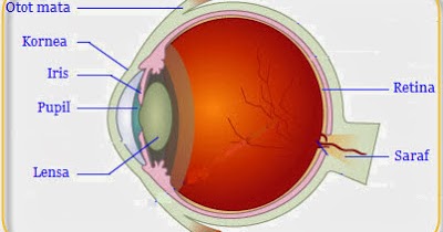 Indera adalah alat tubuh yang dapat mengindera atau menangkap rangsang. BIOLOGY SPOT: ALAT INDRA MANUSIA