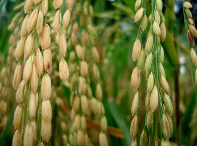 Dibandingkan dengan kedelai dan kacang hijau, kacang tanah lebih toleran. MENGENAL JENIS-JENIS TANAMAN PANGAN DAN PALAWIJA