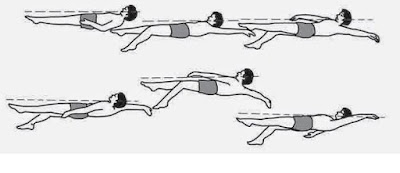 Gerakan lengan dan kaki dalam gaya punggung serupa dengan gaya. Renang gaya punggung - pustakapengetahuan.com