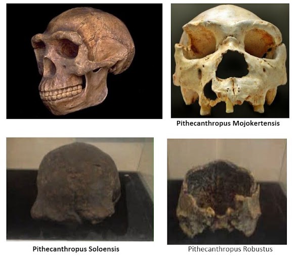 Penggalian fosil manusia purba (phithecantropus erectus) yang dilakukan e. 7 Ciri Pithecanthropus Erectus (Jenis-Jenis Dan Gambarnya)