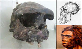 Pithecanthropus erectus memiliki tinggi badan . MAKALAH MANUSIA PURBA DI INDONESIA ~ TUGASKU