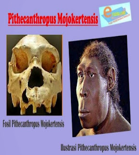 Fosil jenis pithecanthropus erectus merupakan fosil manusia purba pertama yang ditemukan di indonesia. PERKEMBANGAN KEHIDUPAN MANUSIA PURBA DI INDONESIA