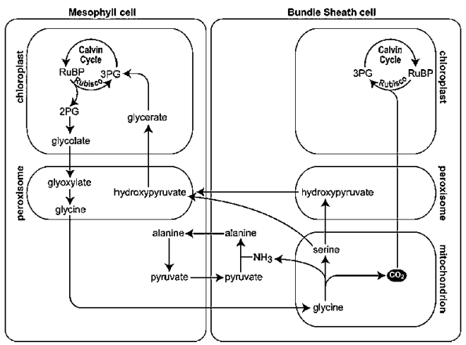 Penyebab efek rumah kaca oleh aktivitas manusia. Soal KSN Biologi SMA Tingkat Kabupaten 2020 dan Kunci Jawaban