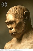 Nama pithecanthropus erectus sendiri berasal dari akar bahasa yunani dan latin dan. Sejarah Indonesia dan Dunia: Manusia Purba di Indonesia