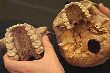 Fosil tersebut ditemukan pada 1890 oleh . TIK: Zaman Prasejarah