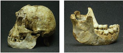 Penggalian fosil manusia purba (phithecantropus erectus) yang dilakukan e. Mengenal Jenis Manusia Purba Meganthropus, Pithecanthropus