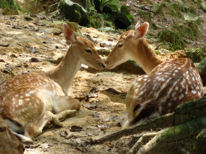 Kembang sepatu atau bunga raya merupakan bunga nasional dari? Taman Botani Perdana Taman Tertua Di Kuala Lumpur Malaysia