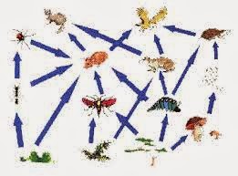 Daur hidup adalah suatu proses perubahan bentuk tubuh yang dialami makhluk hidup sepanjang hidupnya. MARI BERTUKAR FIKIRAN: DAUR HIDUP HEWAN